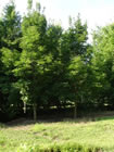 Emerald Queen Norway Maple trees for sale
