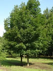 Green Mountain Sugar Maple trees for sale