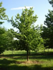 Hackberry trees for sale
