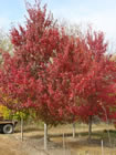 Red Sunset Maple trees for sale