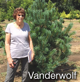 Vanderwolf Pines
