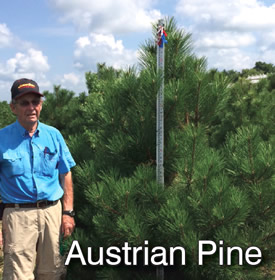 Austrian Pine by Double Bar Pine Tree Nursery