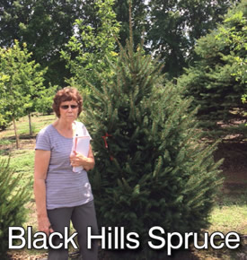 Black Hills Spruce from Double Bar Pine Nursery