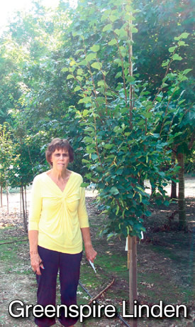 Greenspire Linden Tree