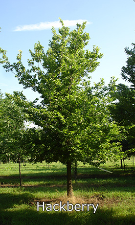 Hacbkerry Tree