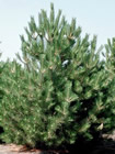 Austrian Pine trees for sale