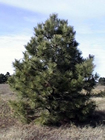 Ponderosa Pine trees for sale