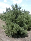 White Pine trees for sale