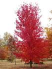 Autumn Blaze Maple trees for sale