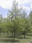 Bur Oak trees for sale