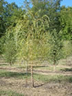 Niobe Golden Weeping Willow trees for sale
