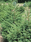Black Hills Spruce trees for sale