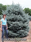 Colorado Spruce trees for sale